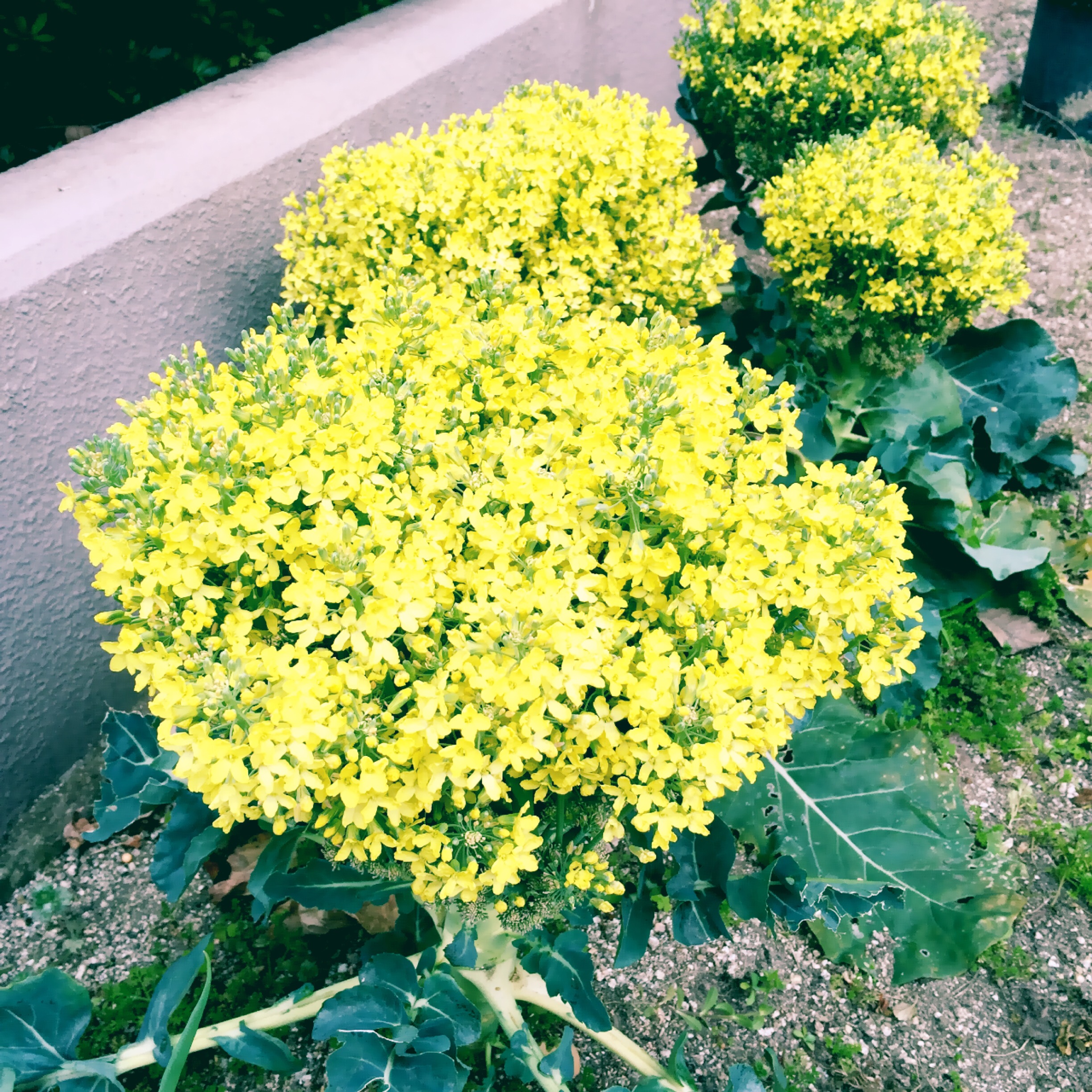 黄色い花は何の花 ブロッコリーの花ですよ 野菜日和 1biyori 野菜と料理の研究家 永利裕子の公式hp