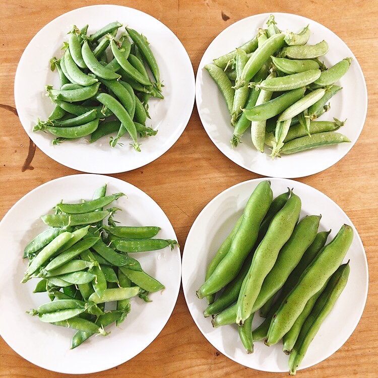 地物の豆が盛りを迎えます スナップえんどうのレシピあり 野菜日和 1biyori 野菜と料理の研究家 永利裕子の公式hp