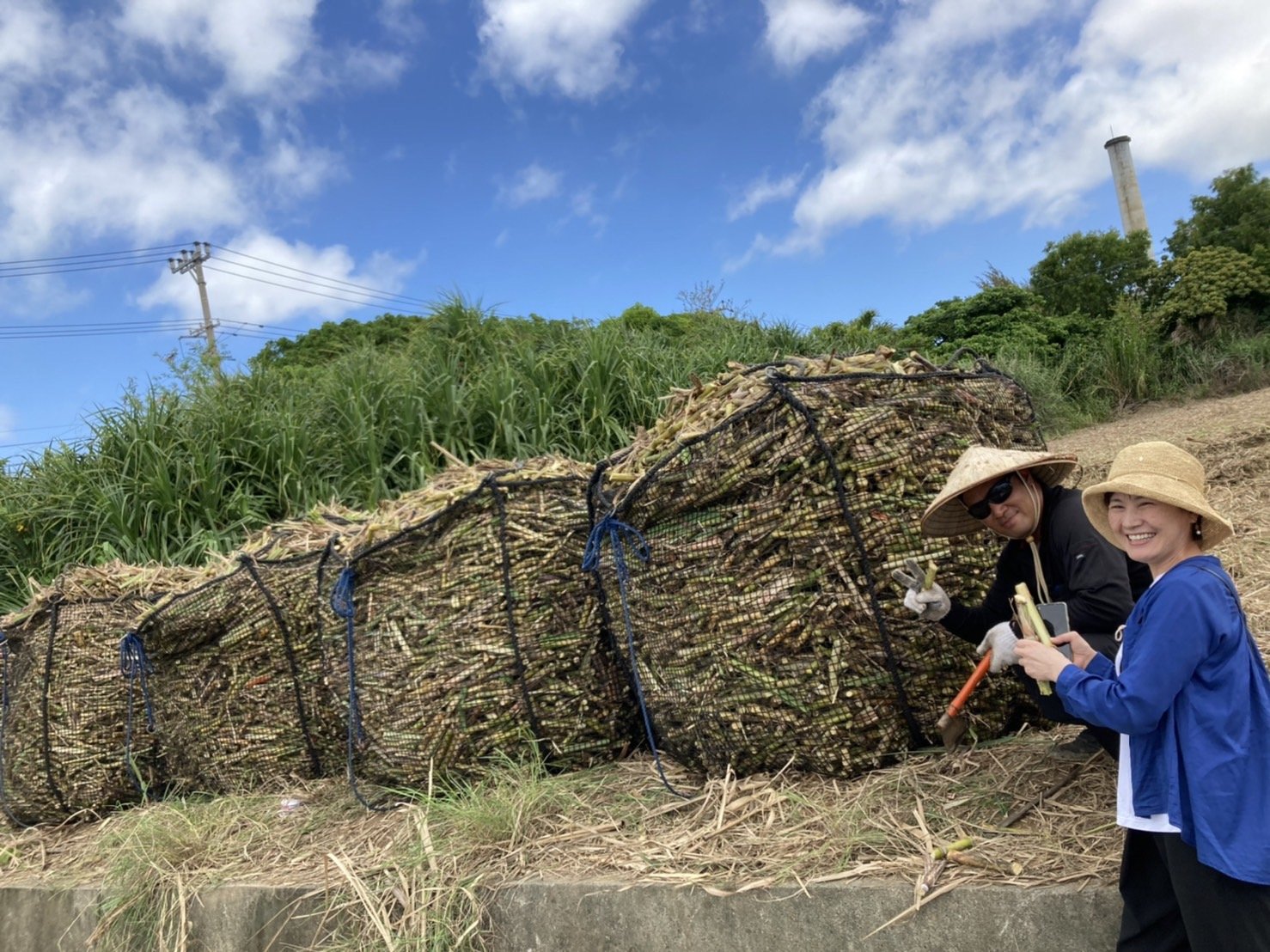 宮古島で「さとうきび」収穫見学