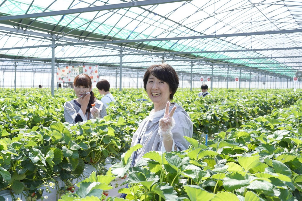 やさい塾（プロコース）うきは市「よかもんいちご」視察に行ってきました。