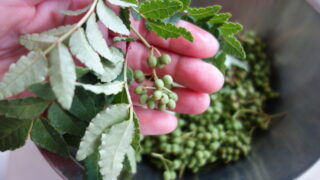 【ご案内】五月の台所｜山椒の会